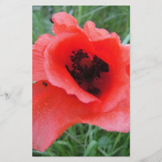 Roter Mohnblumenkelch Briefpapier (Vorderseite)