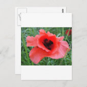 Roter Mohnblumenkelch Postkarte (Vorne/Hinten)