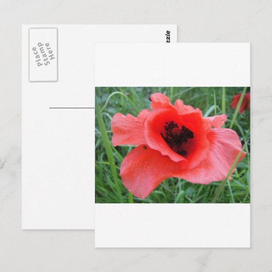 Roter Mohnblumenkelch Postkarte (Vorne/Hinten)