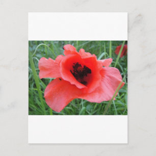 Roter Mohnblumenkelch Postkarte