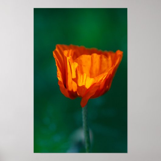 Roter Mohnposter Poster (Vorne)