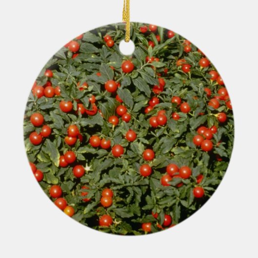 Roter Nachtschatten Pseudocapsicum Keramikornament (Hinten)