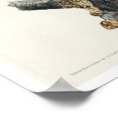 Roter Nacktbarsch von Audubon Poster (Ecke)