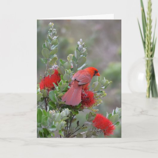 Roter NordKardinal in einem Lehua Baum Karte (Vorderseite)