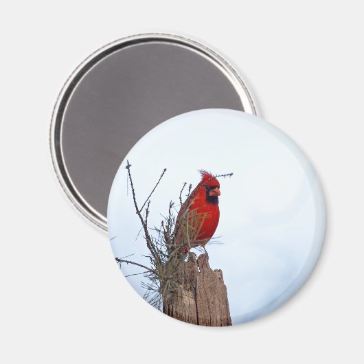 Roter Nördlicher Kardinal auf einem Holzpfosten Magnet (Vorderseite/Rückseite)