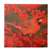 Roter Nördlicher Kardinal männlich, IL Fliese (Vorderseite)