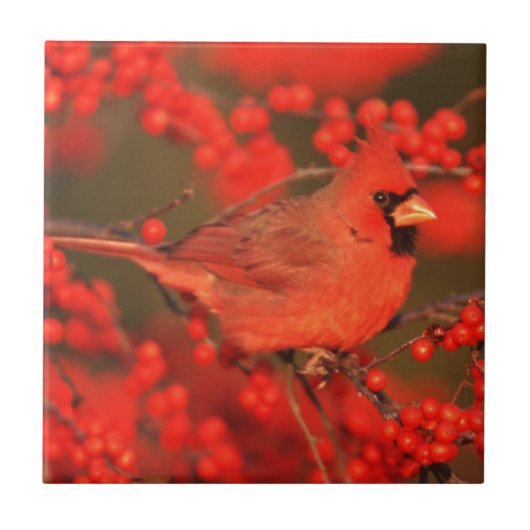 Roter Nördlicher Kardinal männlich, IL Fliese (Vorderseite)