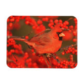 Roter Nördlicher Kardinal männlich, IL Magnet (Horizontal)