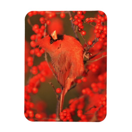 Roter Nördlicher Kardinal männlich, IL Magnet (Vertikal)