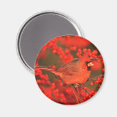 Roter Nördlicher Kardinal männlich, IL Magnet (Vorderseite/Rückseite)