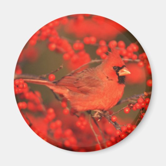 Roter Nördlicher Kardinal männlich, IL Magnet (Vorne)
