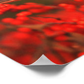 Roter Nördlicher Kardinal männlich, IL Poster (Ecke)