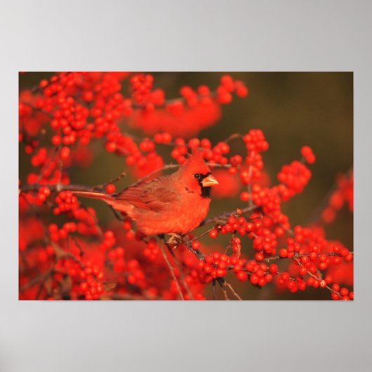 Roter Nördlicher Kardinal männlich, IL Poster (Vorne)