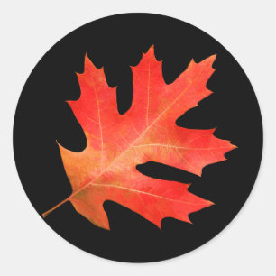 Roter Oak-Leaf-Sticker Runder Aufkleber