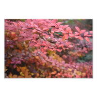 Roter Orange Fall Blätter Herbst Blätter Blätter N