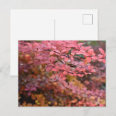 Roter Orange Fall Blätter Herbst Blätter Blätter N Postkarte (Vorne/Hinten)