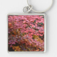 Roter Orange Fall Blätter Herbst Blätter Blätter N