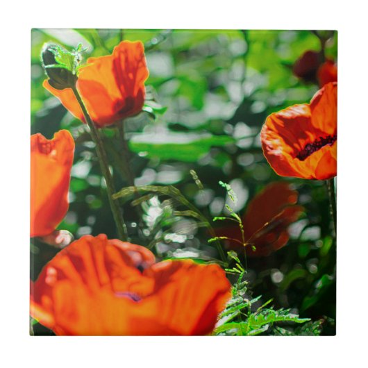 Roter Orangenmohn-Blume Fliese (Vorderseite)
