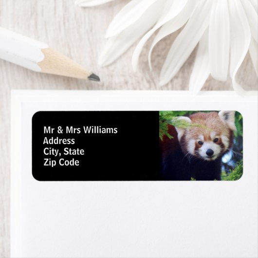 Roter Panda (Insitu)