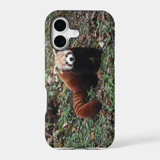 Roter Panda