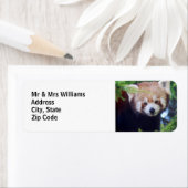 Roter Panda (Insitu)