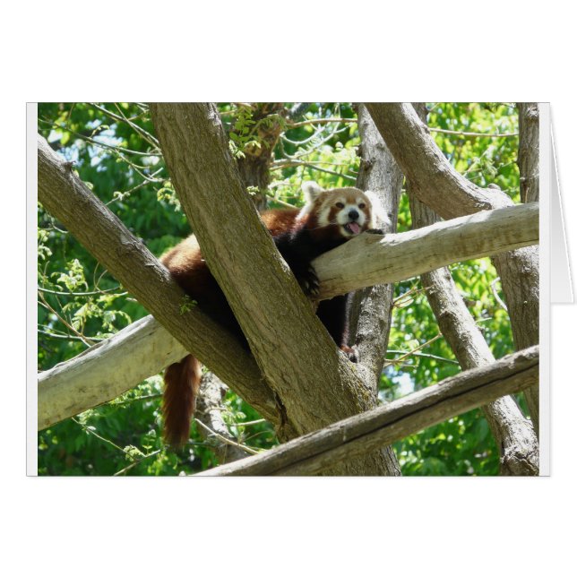 roter Panda,3 (Vorderseite (Horizontal))