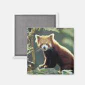 Roter Panda Ailurus fulgens) Magnet (Vorderseite/Rückseite)