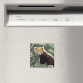 Roter Panda Ailurus fulgens) Magnet (In Situ (Geschirrspüler))