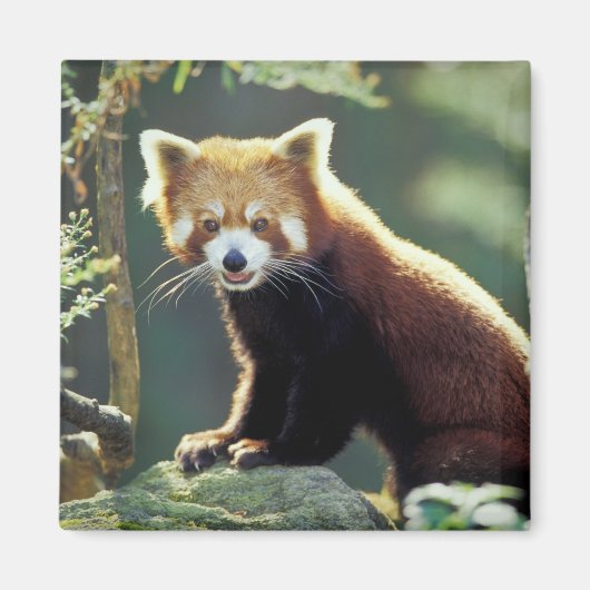 Roter Panda Ailurus fulgens) Magnet (Vorne)