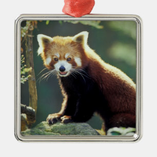 Roter Panda Ailurus fulgens) Ornament Aus Metall