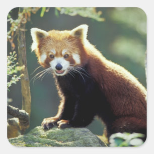 Roter Panda Ailurus fulgens) Quadratischer Aufkleber