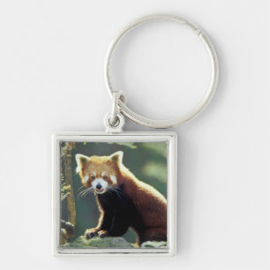 Roter Panda Ailurus fulgens) Schlüsselanhänger