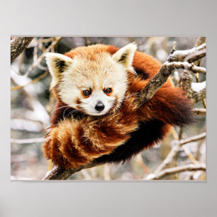Roter Panda an einer Baumgrenze Poster