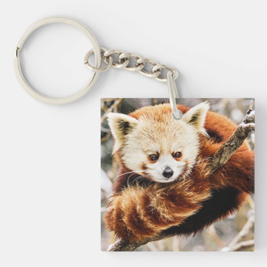 Roter Panda an einer Baumgrenze Schlüsselanhänger (Vorderseite)