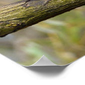 Roter Panda auf dem Ast Poster (Ecke)