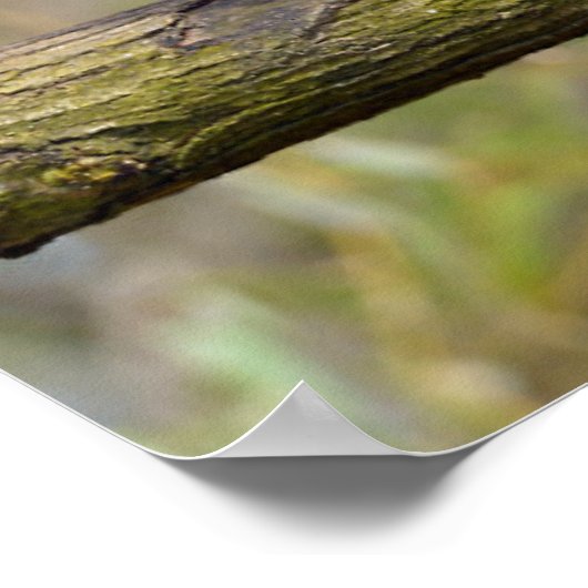 Roter Panda auf dem Ast Poster (Ecke)