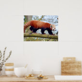 Roter Panda auf dem Ast Poster (Küche)
