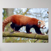 Roter Panda auf dem Ast Poster (Vorne)