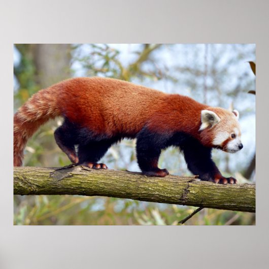 Roter Panda auf dem Ast Poster (Vorne)