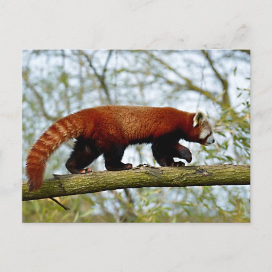 Roter Panda auf dem Ast Postkarte (Vorderseite)