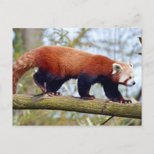 Roter Panda auf dem Ast Postkarte