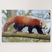 Roter Panda auf dem Ast Puzzle (Horizontal)