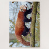 Roter Panda auf dem Ast Puzzle (Vertikal)