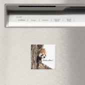 Roter Panda beim Flüchtige Blick-a-Boo spielen! Magnet (In Situ (Geschirrspüler))