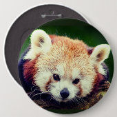 Roter Panda Button (Vorne & Hinten)