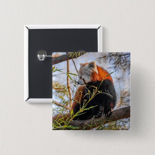 Roter Panda Button (Vorne & Hinten)