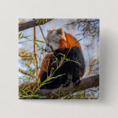 Roter Panda Button (Vorderseite)