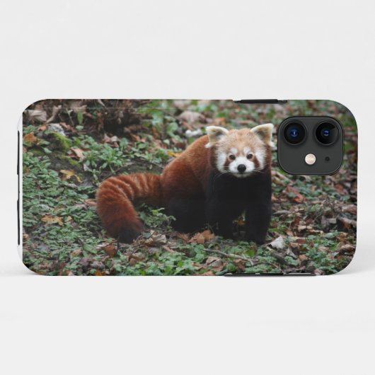 Roter Panda Case-Mate iPhone Hülle (Rückseite (Horizontal))