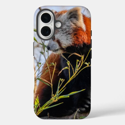 Roter Panda Case-Mate iPhone Hülle (Rückseite)