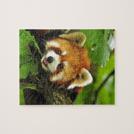 Roter Panda CUB Puzzle (Horizontal)